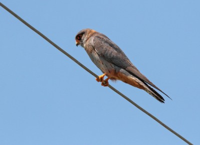 Falco cuculo    